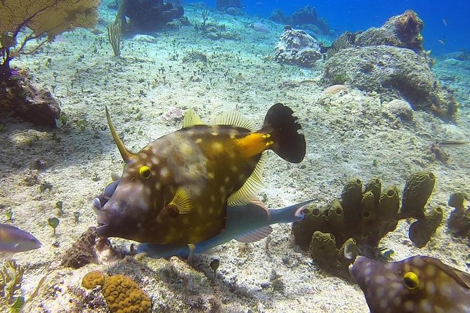 1 Tank Guided Shore Dive Including Equipment - Why the guide makes a difference