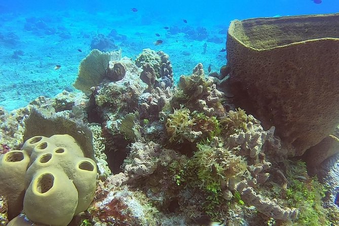 1 Tank Guided Shore Dive Including Equipment - The value of the $70 price