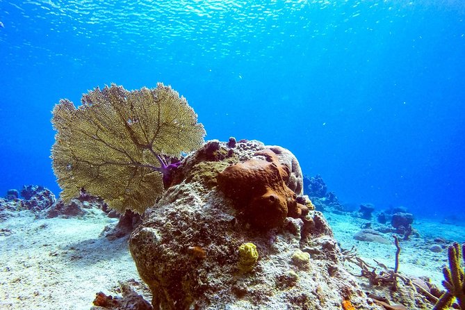 1 Tank Guided Shore Dive Including Equipment - Rough water and changing the plan