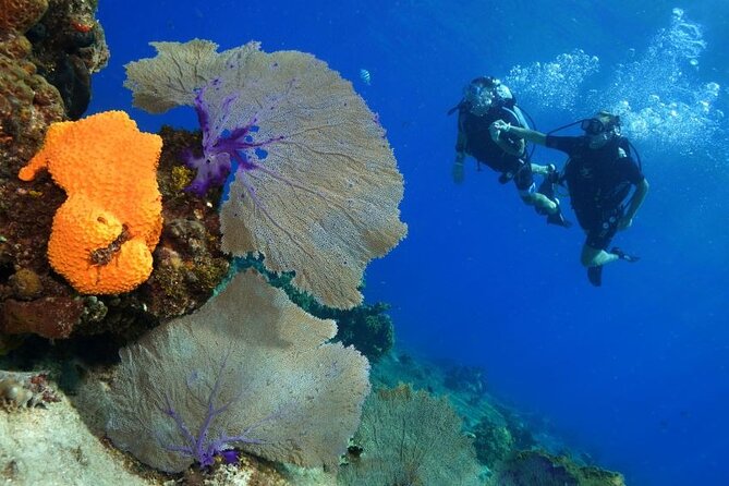 1 Tank Guided Shore Dive Including Equipment - Who may want a longer reef program