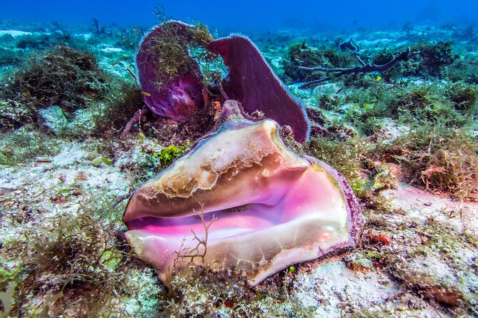 2 dives in Cozumel (for certified divers only) - Equipment and certification requirements
