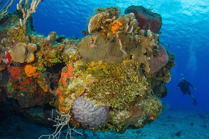 2 dives in Cozumel (for certified divers only) - The most important issue for cruise passengers