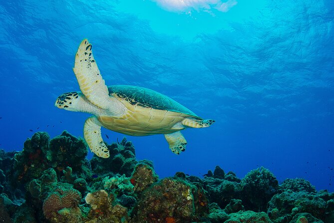 2 dives in Cozumel (for certified divers only) - Who will enjoy this Cozumel outing?