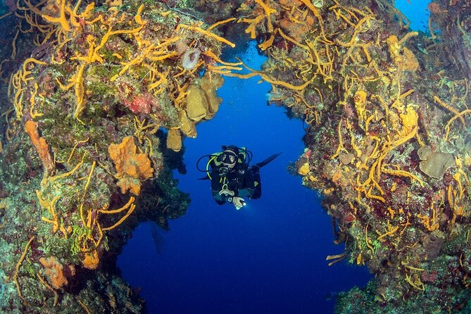 2 dives in Cozumel (for certified divers only) - Two tanks, two different looks at the reef