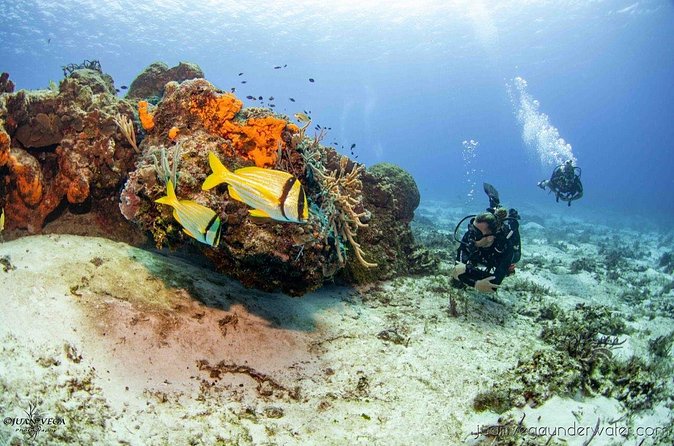 2 Tank Cozumel Reef Boat Dives - The second reef visit