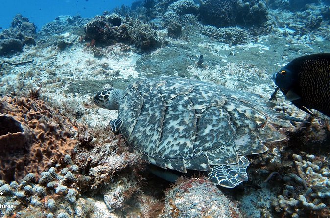 2 Tank Cozumel Reef Boat Dives - Guides who add a personal touch