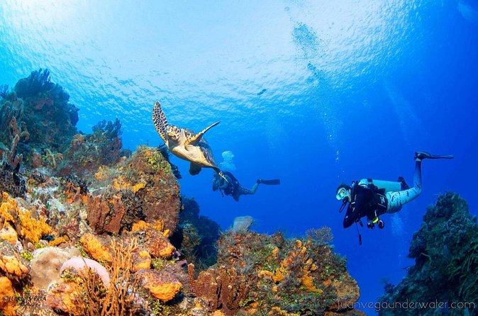 2 Tank Cozumel Reef Boat Dives - Marine life you might see