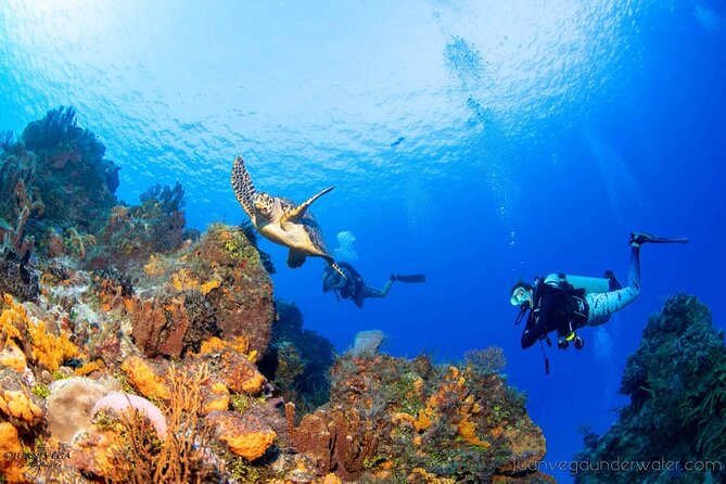 2 Tank Cozumel Reef Boat Dives - Morning, afternoon, or twilight timing