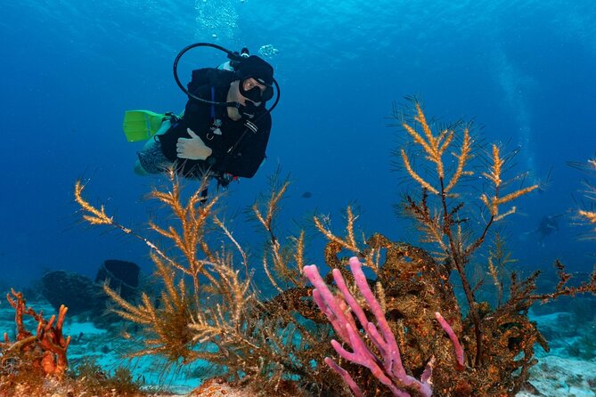 2 Tank Morning Dive: Scuba Diving in Cozumel - What $160 gets you