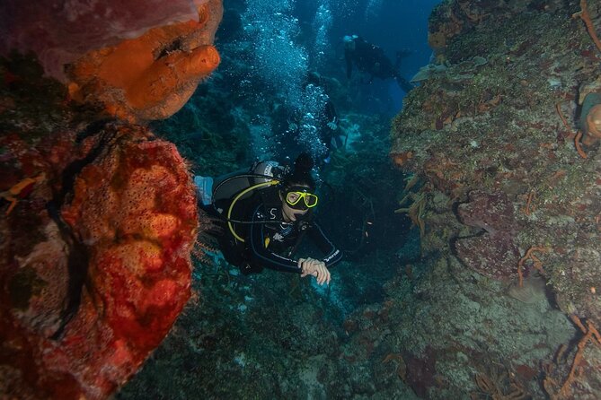 2 Tank Morning Dive: Scuba Diving in Cozumel - Who will enjoy this Cozumel trip most