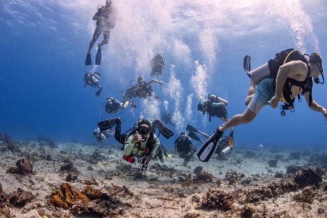 2 Tanks dives for Certified Divers in Cozumel - Key points to know before you book