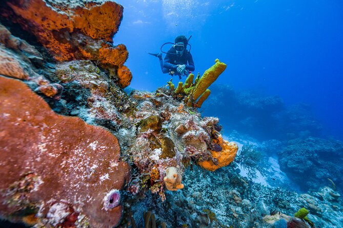 2 Tanks dives for Certified Divers in Cozumel - Why two reef sites make a better morning