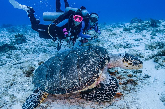 2 Tanks dives for Certified Divers in Cozumel - What the tour is worth
