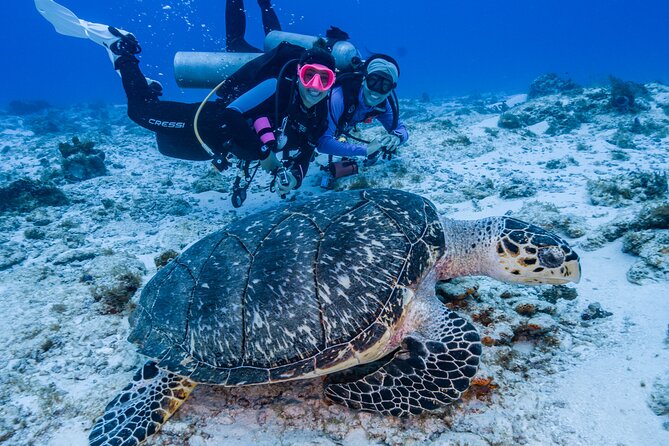 2 Tanks dives for Certified Divers in Cozumel - What the crew adds to the experience