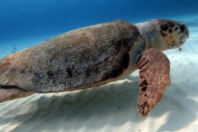 2 tanks for certified divers - Two reefs, two different views of Cozumel