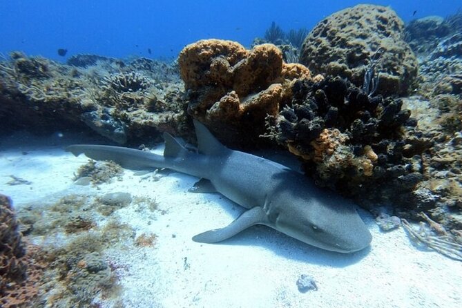 2 tanks for certified divers - Lunch is part of the five-hour rhythm