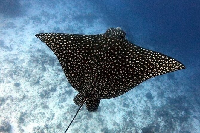2 tanks for certified divers - Meeting at Marina Cozumel ASIPONA