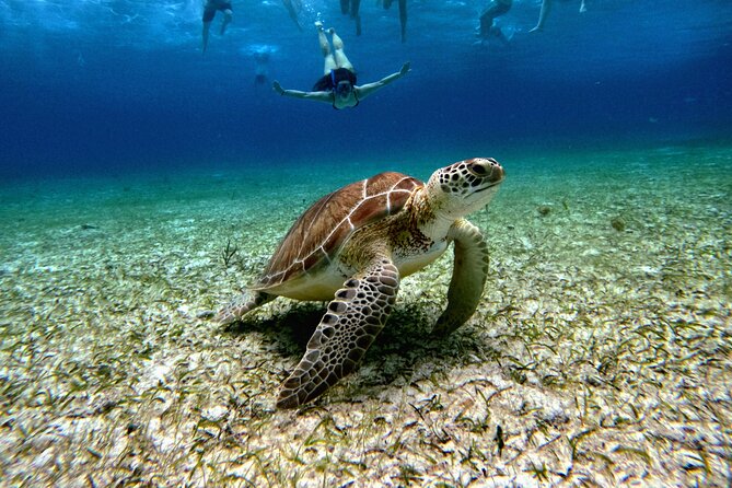 4 Hour Cozumel Turtle Sanctuary Experience on a Luxury Catamarán - Meeting in downtown Cozumel