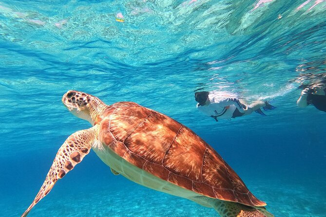 4 Hour Cozumel Turtle Sanctuary Experience on a Luxury Catamarán - What to bring, and what to leave behind