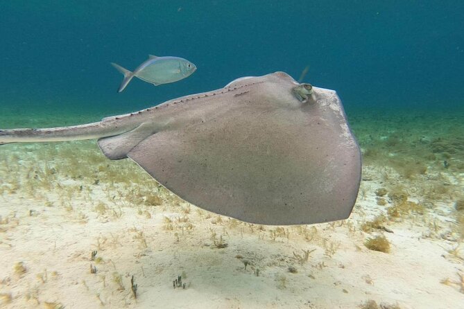 4 hours of shared snorkeling to El Cielo - El Cielito: ceviche, rays, and a welcome pause