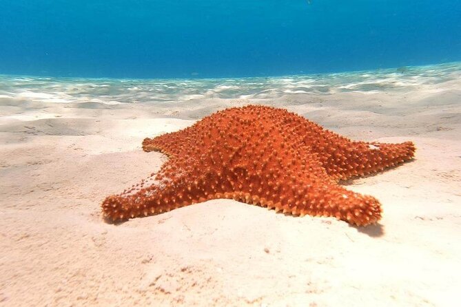 4 hours of shared snorkeling to El Cielo - What the $53.77 price really covers