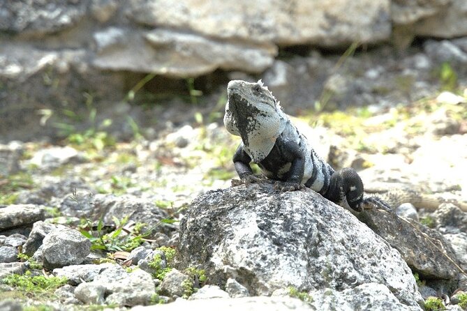 Amazing Jeep Tour Visit Punta Sur Park and San Gervasio Ruins - Why this Cozumel tour covers more ground