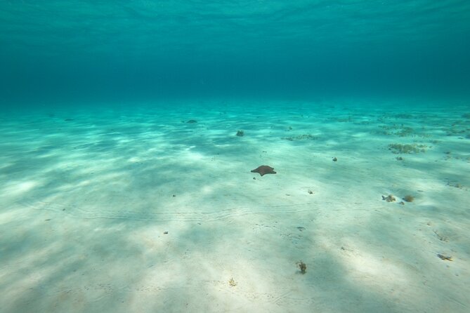 Bavarian Fiesta Snorkel Activity in Glass Bottom Boat at San Miguel de Cozumel - El Cielo and El Cielito, the shallow-water payoff