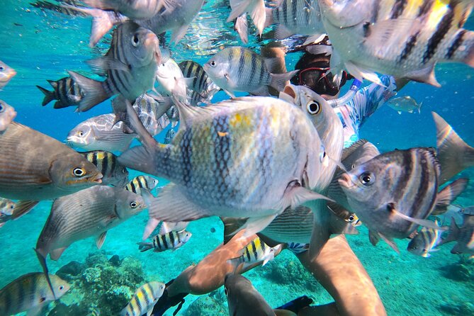 Bavarian Fiesta Snorkel Activity in Glass Bottom Boat at San Miguel de Cozumel - The boat, glass-bottom viewing, and snorkeling gear