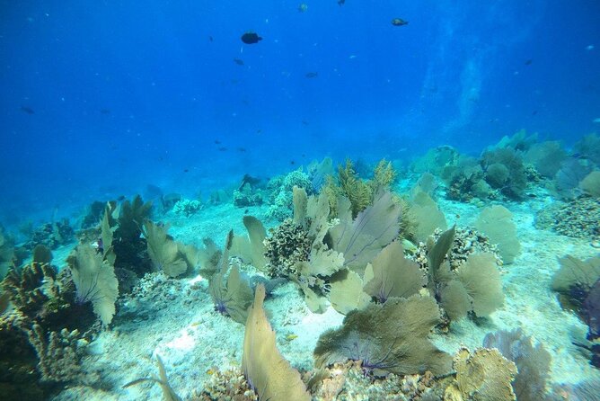 Bavarian Fiesta Snorkel Activity in Glass Bottom Boat at San Miguel de Cozumel - A small group can make a big difference
