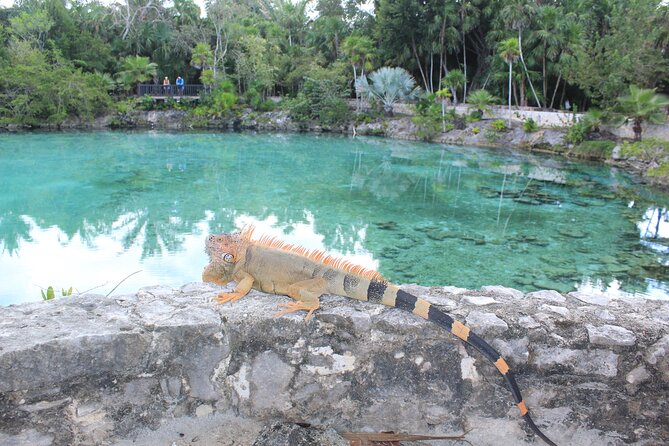 Chankanaab Park Admission +Snorkeling + Lunch included - Beach chairs, umbrellas, and time at leisure
