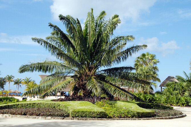 Chankanaab Park and Island Tour by Buggy with Mexican Lunch - Should you book the Chankanaab buggy tour?