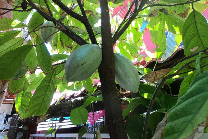 Chocolate Tasting & mayan Presentation - The Mayan cultural stop and tequila tasting