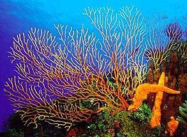 Cielito Cozumel: Mexican Caribbean Snorkeling Tour - Key points to know before booking