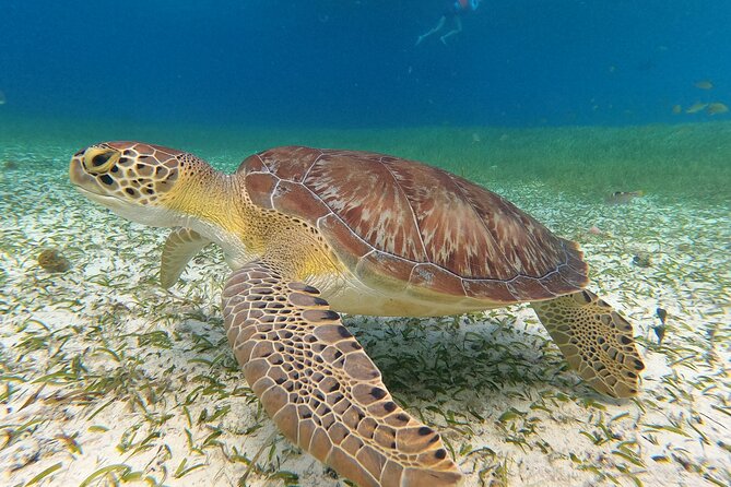 Colombia, Palancar & Cielo Cozumel Snorkel Tour - Colombia Reef and Palancar Reef