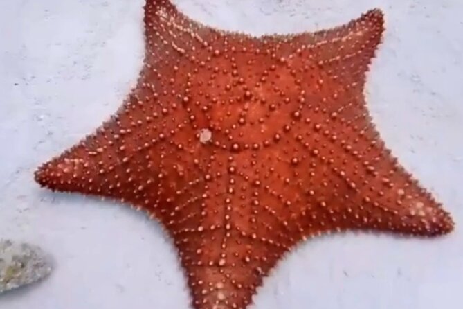 Cozumel 4 Hour Boat Sky Tour - Playa El Cielo: starfish in about two meters