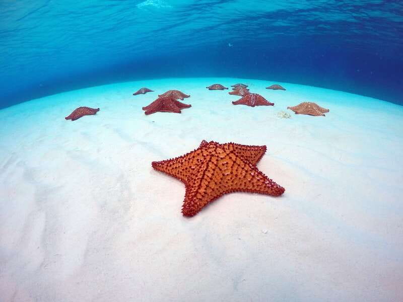 Cozumel: Catamaran, El Cielo Bay & Palancar Reef with Lunch - Key points to know before you book