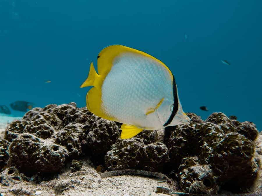 Cozumel: Chankanaab Park Admission+ Snorkel+ Welcome drink - Beach time under palapas and hammocks