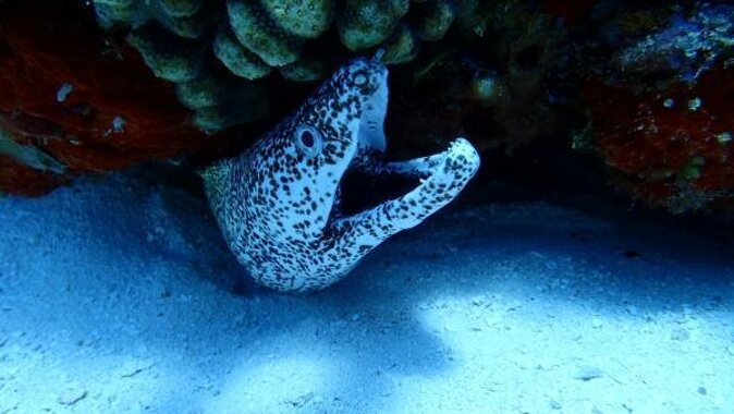Cozumel Coral Reef Snorkeling by Glass Bottom Boat with Guide - Key points at a glance