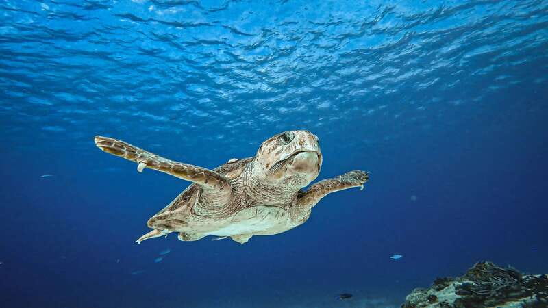 Cozumel: Discover Scuba Diving for Non-Certified Divers - Key points at a glance
