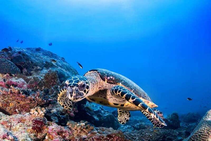 Cozumel: Discover Scuba Diving for Non-Certified Divers - The 40-minute lunch and surface break