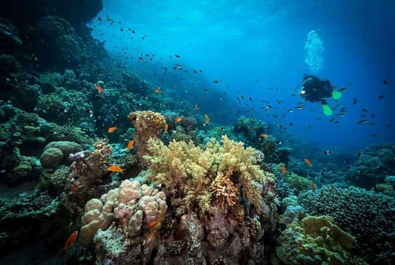 Cozumel: Discover Scuba Diving for Non-Certified Divers - Who should book this experience?