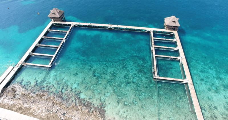 Cozumel: Dolphin Royal Connection and Manatee Interaction - Key points at a glance