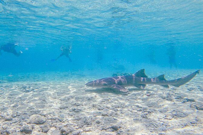 Cozumel Drive, Splash & Beach - Taking the wheel on Cozumel’s jungle trails