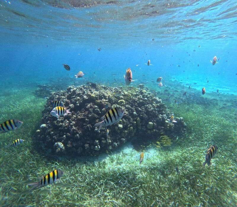 Cozumel, El Cielo: 4-Hour Private Tour - What the private format really gives you