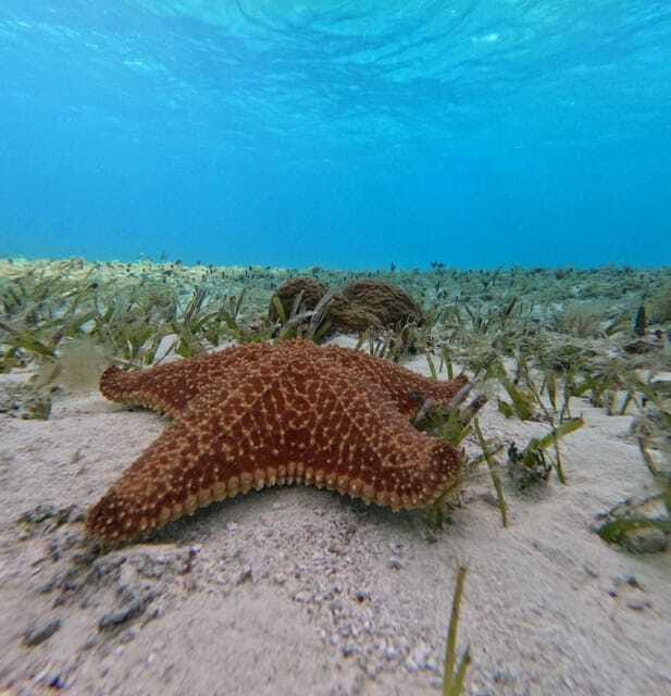 Cozumel, El Cielo: 4-Hour Shared Snorkeling Tour - Who should book this tour?