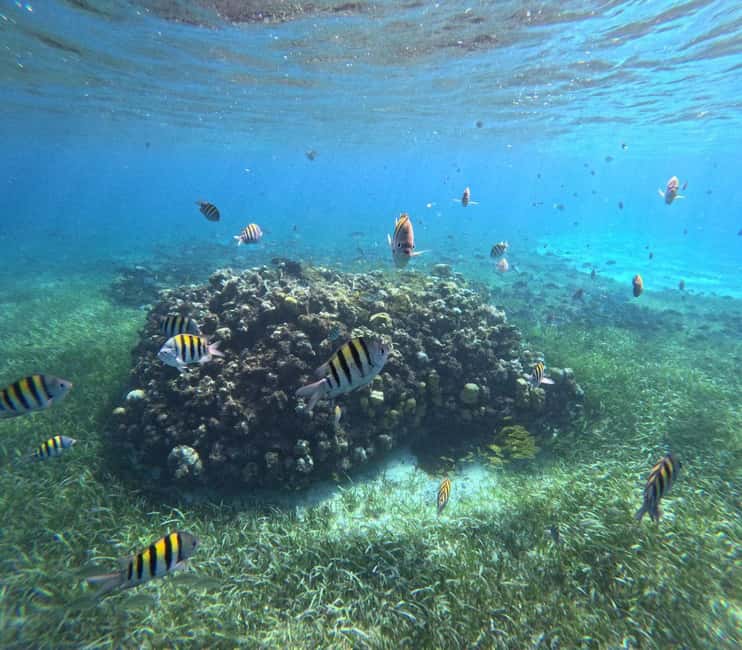 Cozumel, El Cielo: 4-Hour Shared Snorkeling Tour - El Cielo and its famous starfish