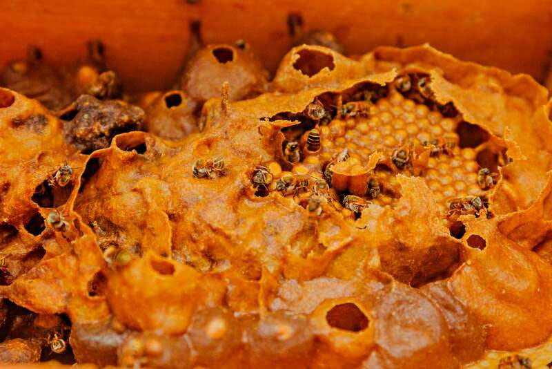 Cozumel: General Entrance to Mayan Bee Sanctuary - Who will enjoy this Cozumel stop?