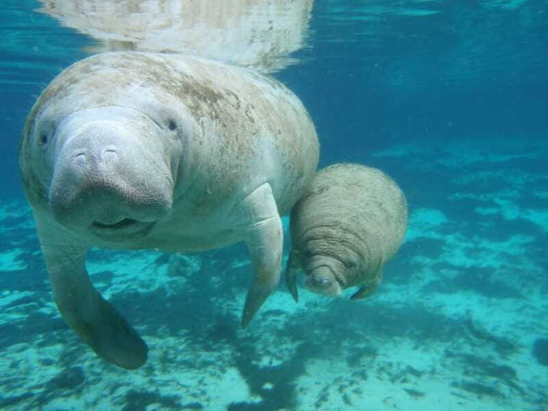 Cozumel: Manatee Encounter, Chankanaab Admission and Buffet - Who will enjoy this most