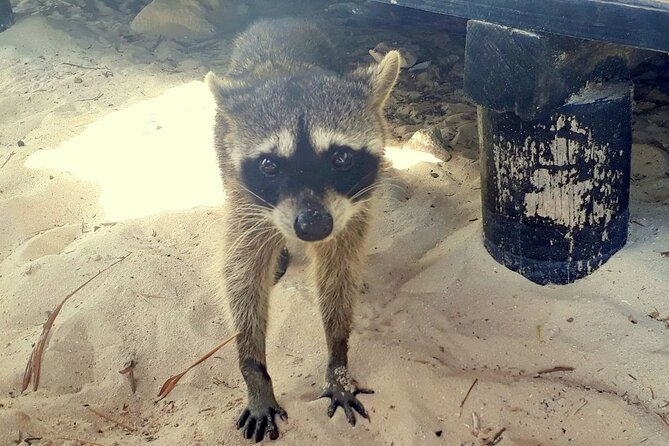 Cozumel National Park and Beach Break: Private Tour - Three hours inside Punta Sur Eco Beach Park