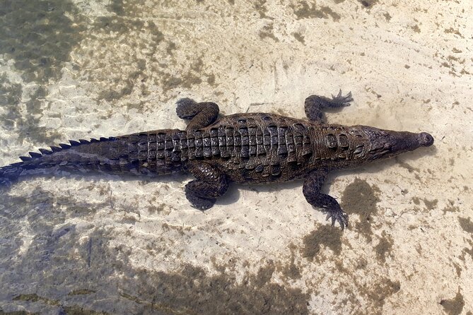 Cozumel National Park and Beach Break: Private Tour - Lunch and beach time after the sightseeing